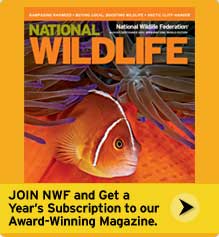 Join NWF and get a free subscription to National Wildlife magazine!